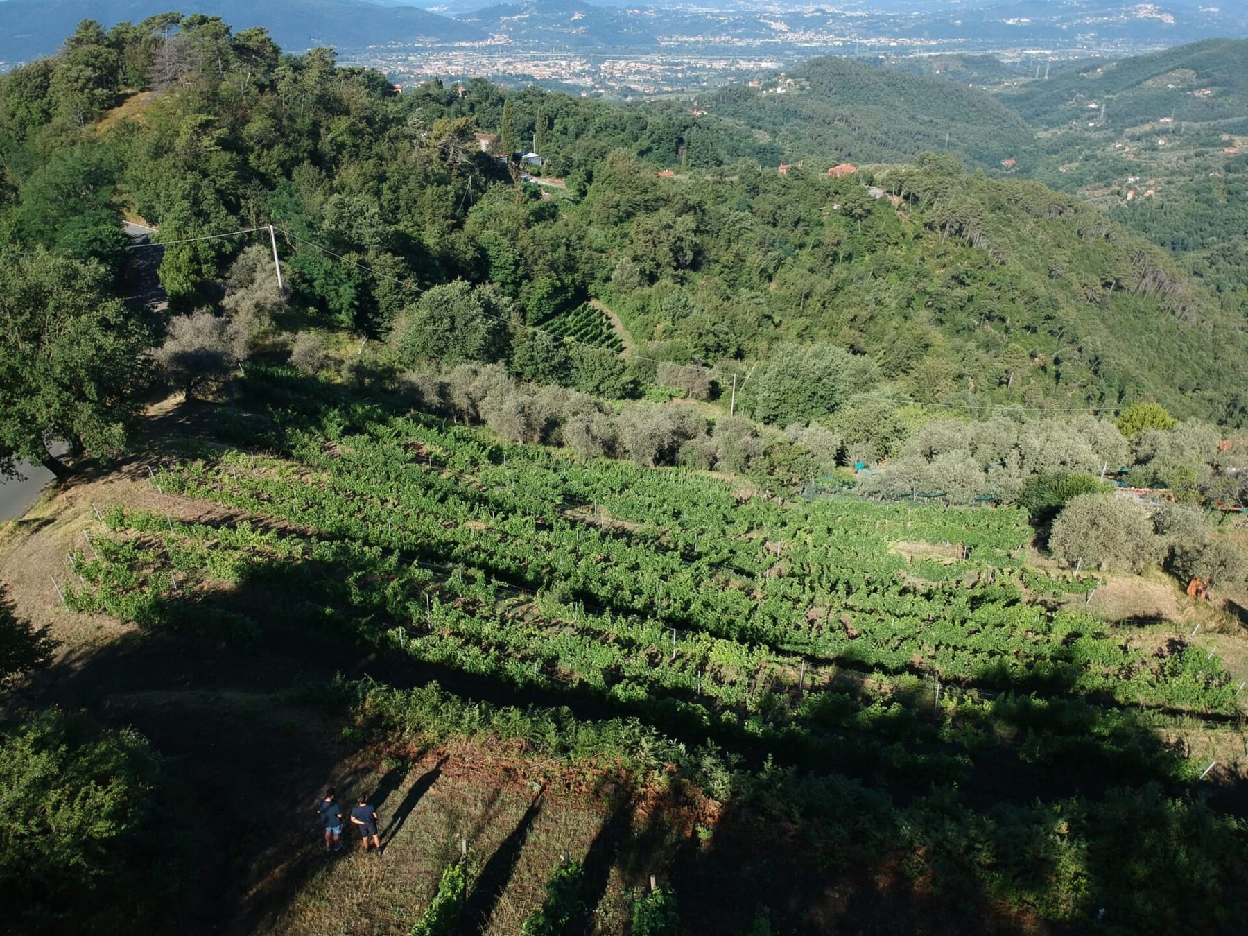 Le vigne di Podere Lavandaro sopra Fosdinovo