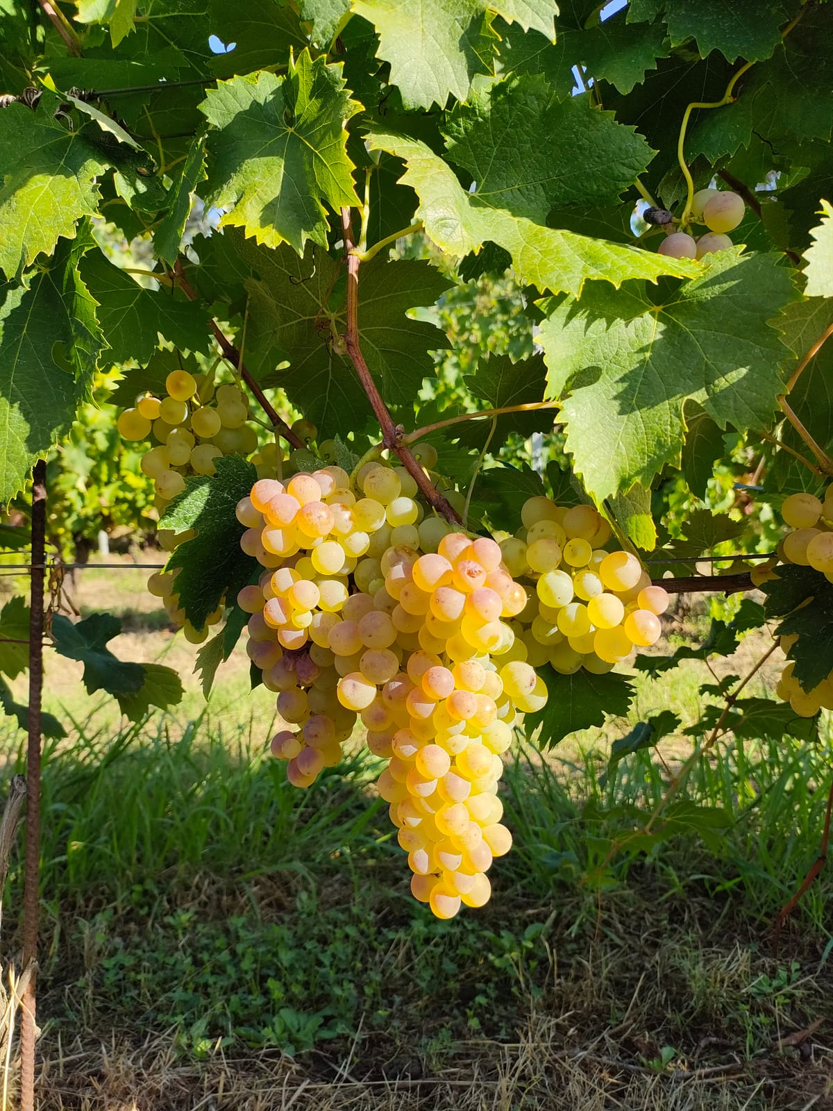 Uve di Vermentino