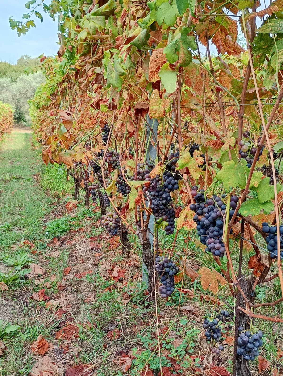 Il vigneto